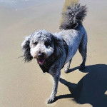 Un Saint Berdoodle marchant sur une surface sableuse et portant un harnais 