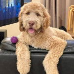 Un Saint Berdoodle allongé sur un canapé et tirant la langue 