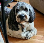 Un Saint Berdoodle allongé sur un plancher et portant un collier autour du cou