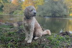 Un Saint Berdoodle assis sur un terrain herbeux et portant un collier autour du cou