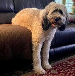 Un Saint Berdoodle sur un canapé et regardant vers la caméra