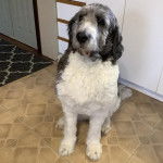 Un Saint Berdoodle assis sur un sol carrelé et regardant vers la caméra 