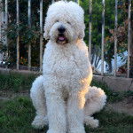 Un Saint Berdoodle assis sur un terrain herbeux et tirant la langue 