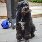Un Saint Berdoodle assis sur un terrain herbeux et semblant détendu 