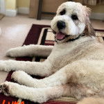 Un Saint Berdoodle allongé sur un tapis et tirant la langue 