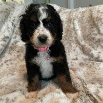 Un Saint Berdoodle regardant vers la caméra et portant un collier autour du cou