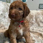 Un Saint Berdoodle assis et portant un collier autour du cou 