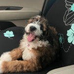 Un Saint Berdoodle portant un collier autour du cou et tirant la langue 