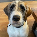 Un Saint Berdoodle assis sur un plancher et portant un collier autour du cou