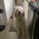 Un Saint Berdoodle dans une cuisine et semblant détendu 