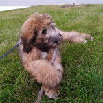 Un Saint Berdoodle allongé sur une surface gazonnée et qui est tenu en laisse 