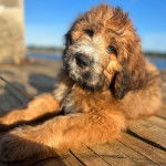 Un Saint Berdoodle allongé sur un plancher et regardant vers la caméra 