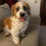 Un Saint Berdoodle assis sur un canapé et tirant la langue 