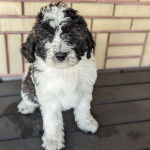 Un Saint Berdoodle assis et regardant vers la caméra 