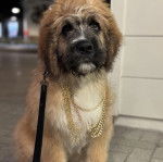Un Saint Berdoodle portant un collier autour du cou et qui est tenu en laisse 