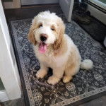 Un Saint Berdoodle assis sur un tapis et ayant la langue pendante 