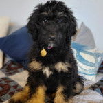 Un Saint Berdoodle regardant vers la caméra et portant un collier autour du cou