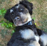 Un Saint Berdoodle allongé sur un terrain herbeux et portant un collier autour du cou