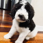 Un chiot Saint Berdoodle assis sur un plancher et semblant détendu