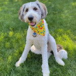 Un Saint Berdoodle assis sur un terrain herbeux et portant un collier autour du cou