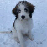Un Saint Berdoodle assis sur une surface enneigée et regardant vers la caméra 