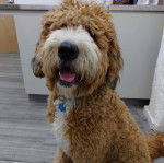 Un Saint Berdoodle assis sur un plancher et portant un collier autour du cou