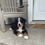 Un Saint Berdoodle tirant la langue et portant un collier autour du cou