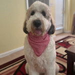 Un Saint Berdoodle tirant la langue et portant un foulard autour du cou