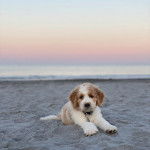 Un Saint Berdoodle allongé sur une surface sableuse et portant un collier autour du cou