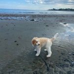 Un Saint Berdoodle dans l'eau et qui est tenu en laisse 
