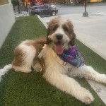 Un Saint Berdoodle ayant la langue pendante et portant un harnais 