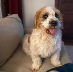 Un Saint Berdoodle assis sur un canapé et tirant la langue 
