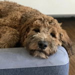 Un Saint Berdoodle allongé sur un lit pour chien et semblant détendu 