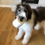 Un Saint Berdoodle sur un plancher et ayant un papier toilette dans sa  gueule 
