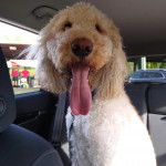 Un Saint Berdoodle ayant la langue pendante et qui est tenu en laisse