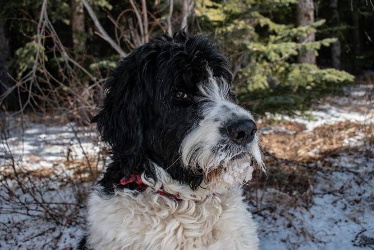 Un Saint Berdoodle regardant l'objectif