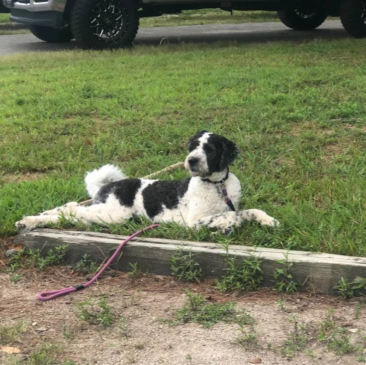 Un Saint Berdoodle allongé sur un terrain herbeux et qui est tenu en laisse 