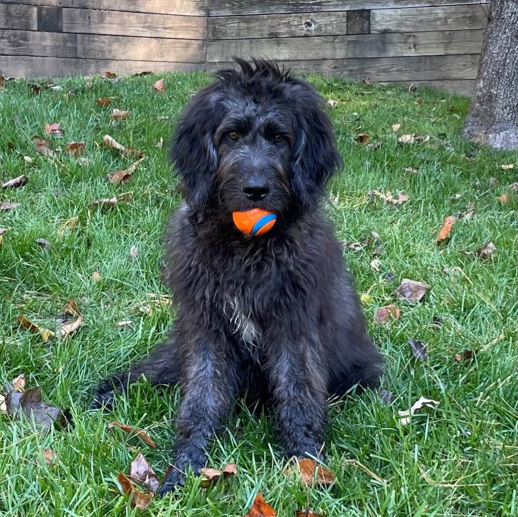 Un Saint Berdoodle assis sur un terrain herbeux et ayant une balle dans sa gueule 