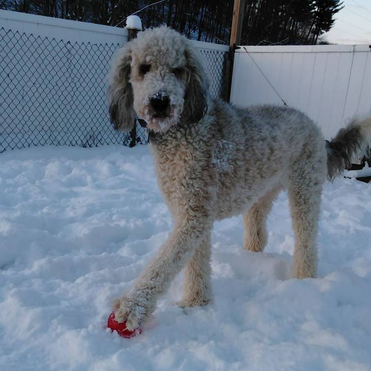 Un Saint Berdoodle sur une surface enneigée et semblant détendu 