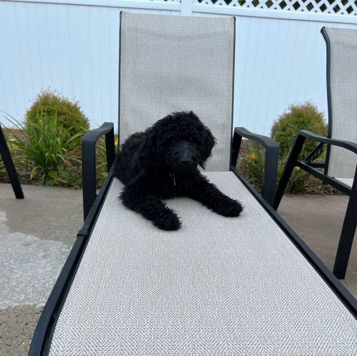 Un Saint Berdoodle allongé sur un transat et portant un collier autour du cou