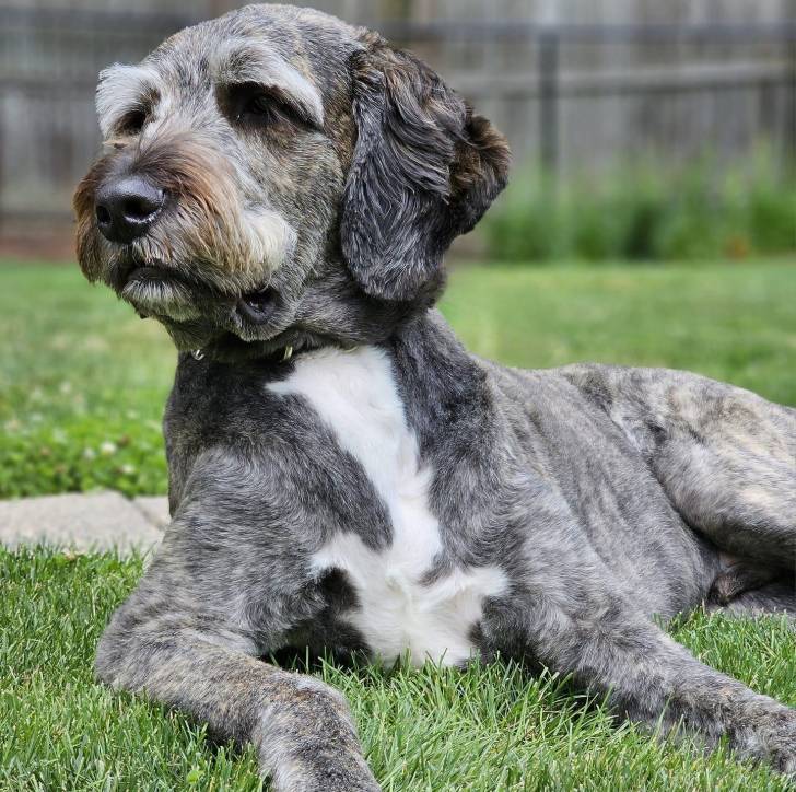Un Saint Berdoodle allongé sur une surface gazonnée et portant un collier autour du cou