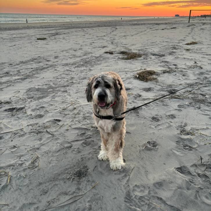 Un Saint Berdoodle sur une surface sableuse et qui est tenu en laisse 