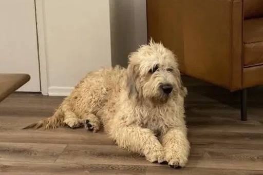 Un Saint Berdoodle allongé sur un plancher et semblant détendu 