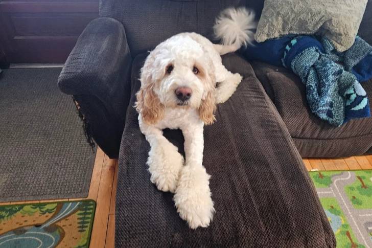 Un Saint Berdoodle sur un canapé et regardant vers la caméra