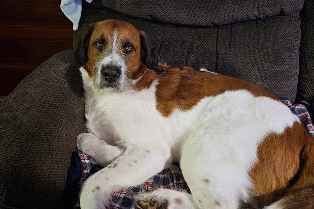 Un Saint Berdoodle allongé sur un canapé et semblant détendu 