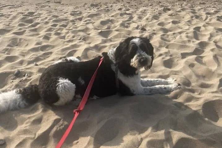 Un Saint Berdoodle allongé sur une surface sableuse et qui est tenu en laisse 