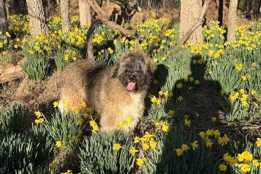 Un Saint Berdoodle sur une surface herbacée et ayant la langue pendante 