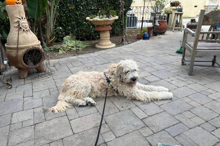 Un Saint Berdoodle allongé sur un sol pavé et tenu en laisse 