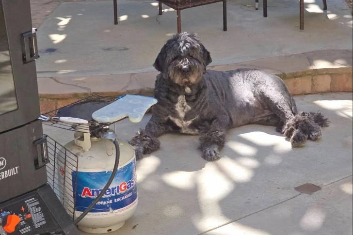 Un Saint Berdoodle allongé sur une surface bétonnée et regardant vers la caméra 