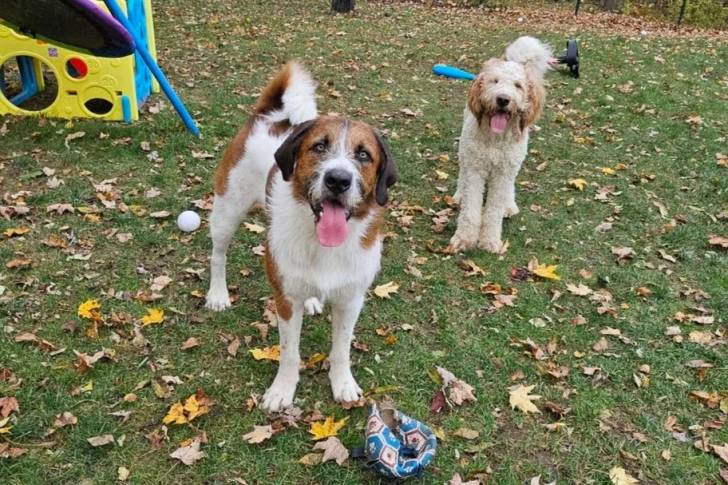 Deux Saint Berdoodle sur un terrain herbeux et tirant la langue  